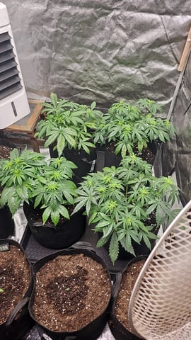 round 2 — flower, day 121