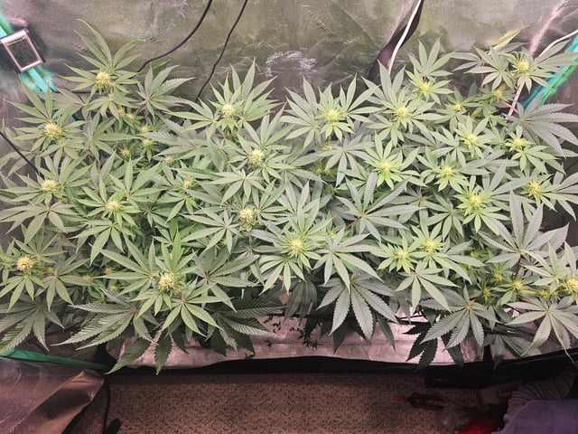 first grow — flower, day 78