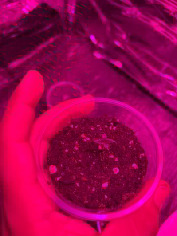 1era Planta — seedling_rooting, day 3