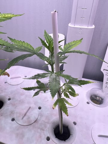 Banjo Clones — vegetative, day 44
