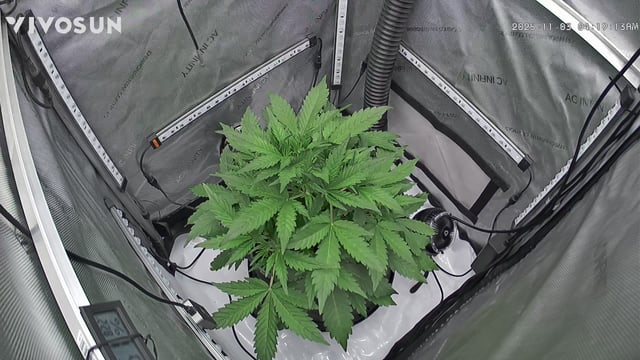 gorilla cookies  — vegetative, day 9