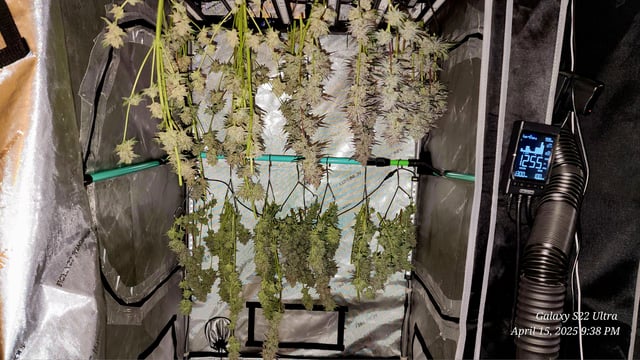 Blasted Genetics  — harvest, day 51