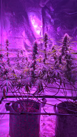 strawberry ghost and death breath — flower, day 7