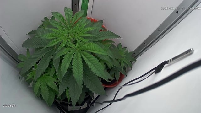 Blue Dream — flower, day 34