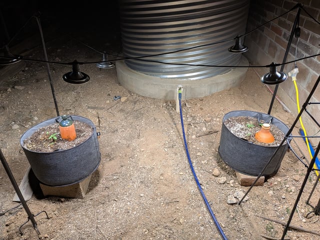 October Start — seedling_rooting, day 20