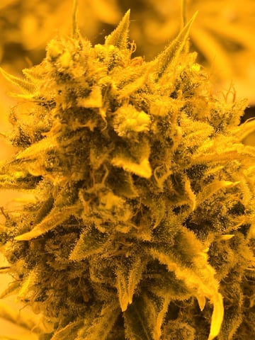 3rd Auto Grow — flower, day 115