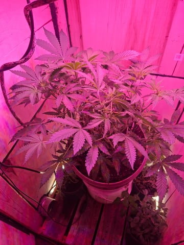 lil babies  — flower, day 26