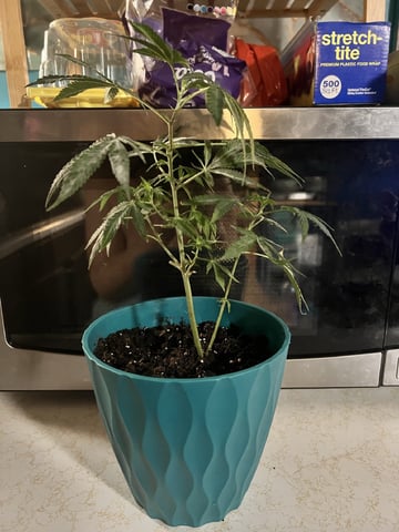 White Widow Auto — flower, day 49
