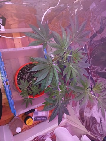 triangle kush  — vegetative, day 18