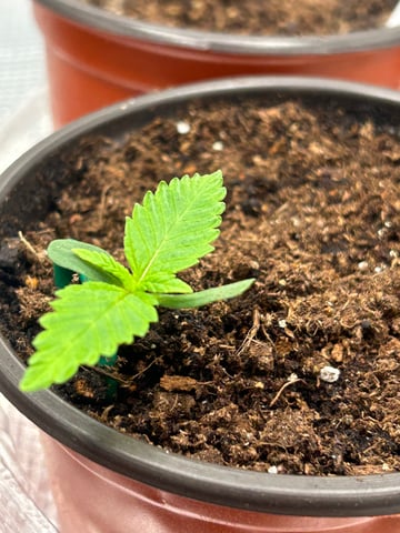 2025-26 harvest INDOOR — seedling_rooting, day 39