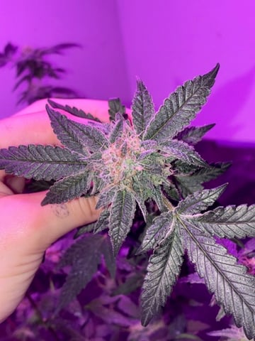 White Widow & Skittlez — flower, day 50