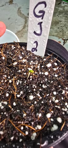 This grow may be interesting! — seedling_rooting, day 5