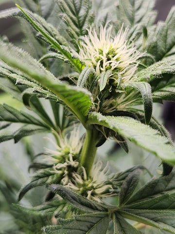 Another round of Mephisto Genetics from Schoolyard Crush and Do-si-delirium drops. — flower, day 40