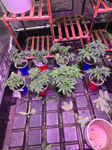 fruitstripe-x-breathworks VS Tropical cherry vs kush cake. vs og haze — vegetative, day 40
