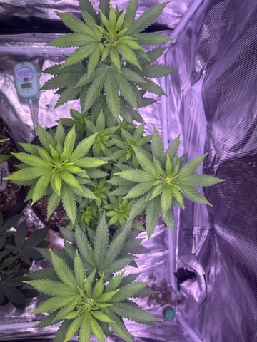 2nd grow — vegetative, day 77