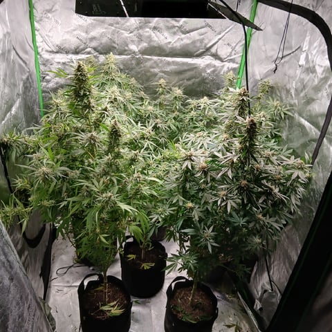 run #3 — flower, day 91