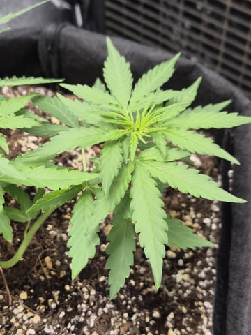 Wurlz F1 Hybrid  — vegetative, day 3