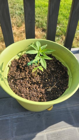 Poison Rainbows — vegetative, day 45