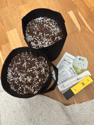 2x Blue Cheese Auto - RQS