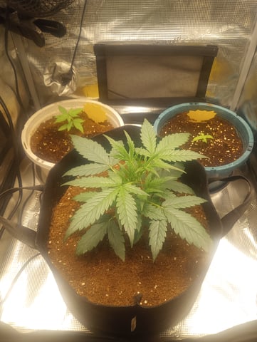 ethos — vegetative, day 1