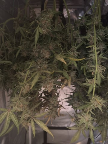 Key Lime Pie — harvest, day 76