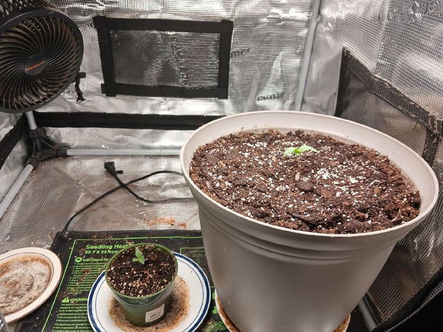 9lbhammer feminized  — seedling_rooting, day 6