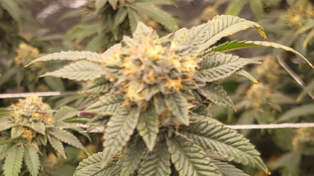 1st grow indoors(cardboard box to 2x2x4 to 5x5x6) — flower, day 129