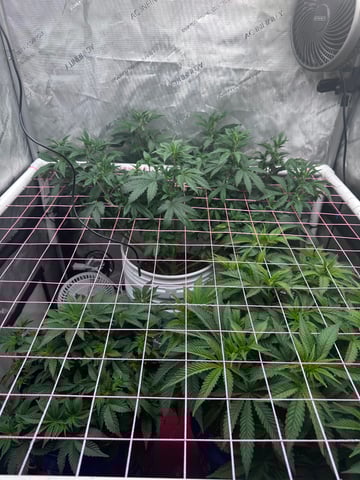 Grow#2 — vegetative, day 37