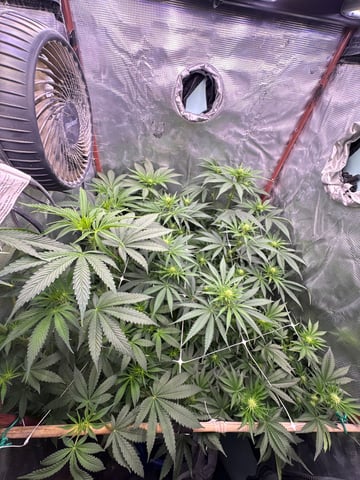 first grow in new 2x2 — flower, day 73