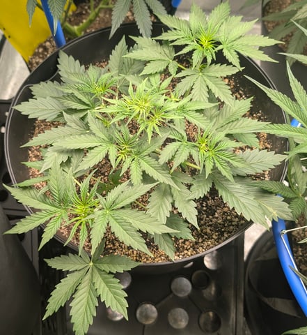 Mixed Grow — grow_setup, day 48