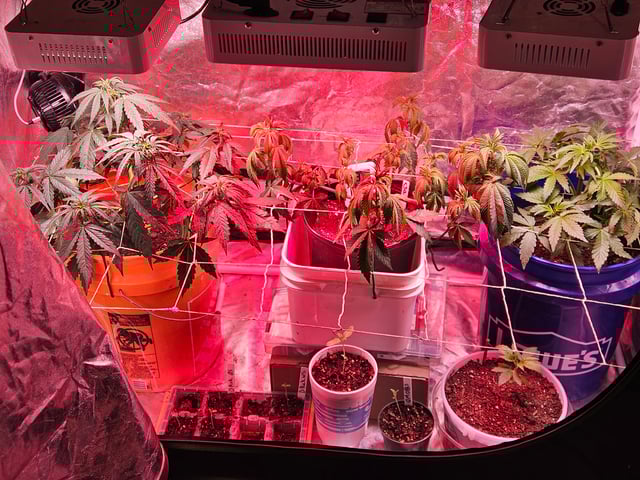 gary poppins — flower, day 47