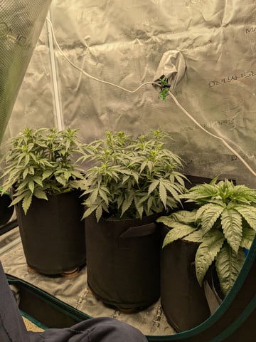 first grow — flower, day 25