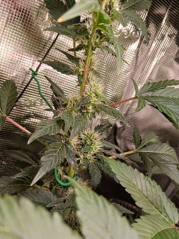 Gorilla Sherbert Feminized From Blimburn Seeds  — flower, day 84