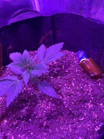 RQ Special Queen  — vegetative, day 3