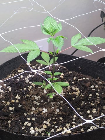 Audrey III — vegetative, day 49