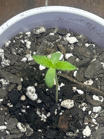 2nd Run — seedling_rooting, day 3