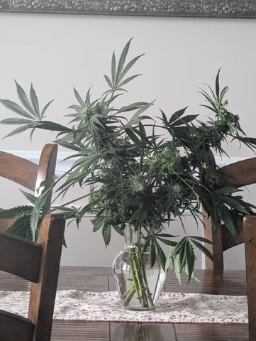 Black African Magic feminization  — flower, day 48
