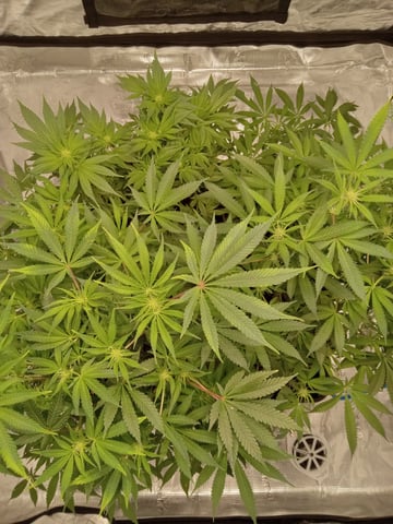 critical purple kush x peyote wifi  in the auto pot system tray 2 grow with added microhazian to the coco coir  — flower, day 75