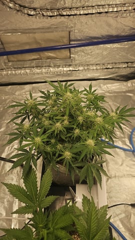 Autos For The Rest Of Winter 🔥🔥😉 — flower, day 66
