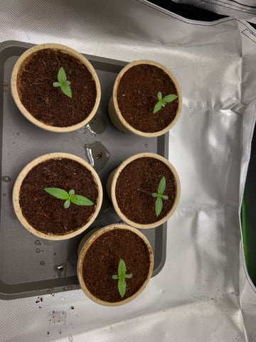 Lemon Power Haze — vegetative, day 9