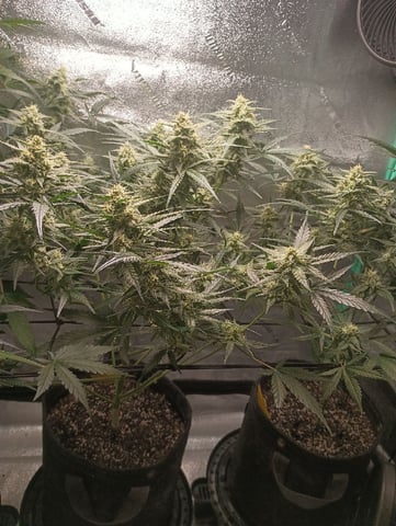 Auto Flower Wedding Glue — flower, day 32