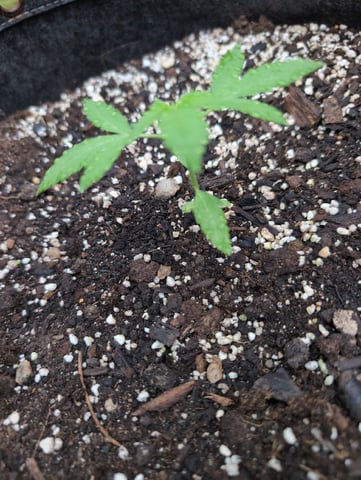 Gorilla Cookies Auto — seedling_rooting, day 13