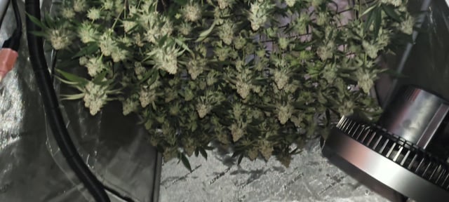 Punch Mints — harvest, day 58