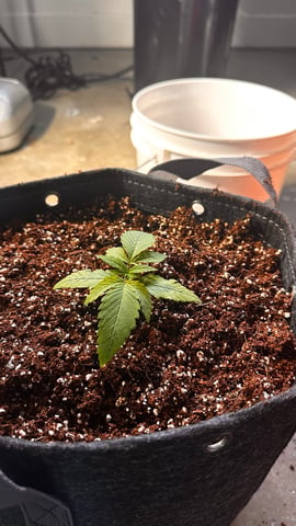 Autos: Banana Purple Punch (1)  & Guava Fig (2) — vegetative, day 13