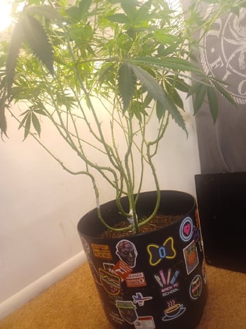 Poor Ivory — flower, day 116