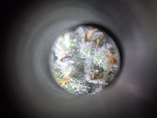 fruity pebbles, cap junky — flower, day 101