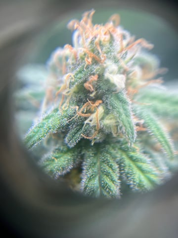 Blue Dream Photos — flower, day 85