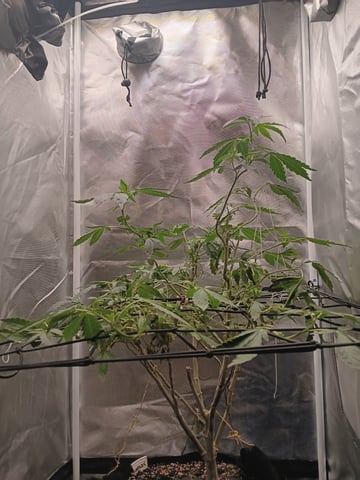 Garlic Glazed Cannabis  — grow_setup, day 2