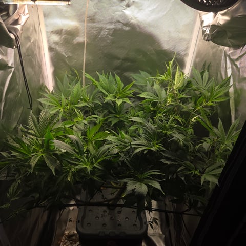 Fast Flowering Photo — flower, day 122