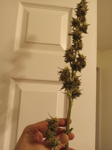 Gorilla Zittels ---also Manderian Sunset -a Applefritter-and Chem Dog -and Mendo Guva! — flower, day 157
